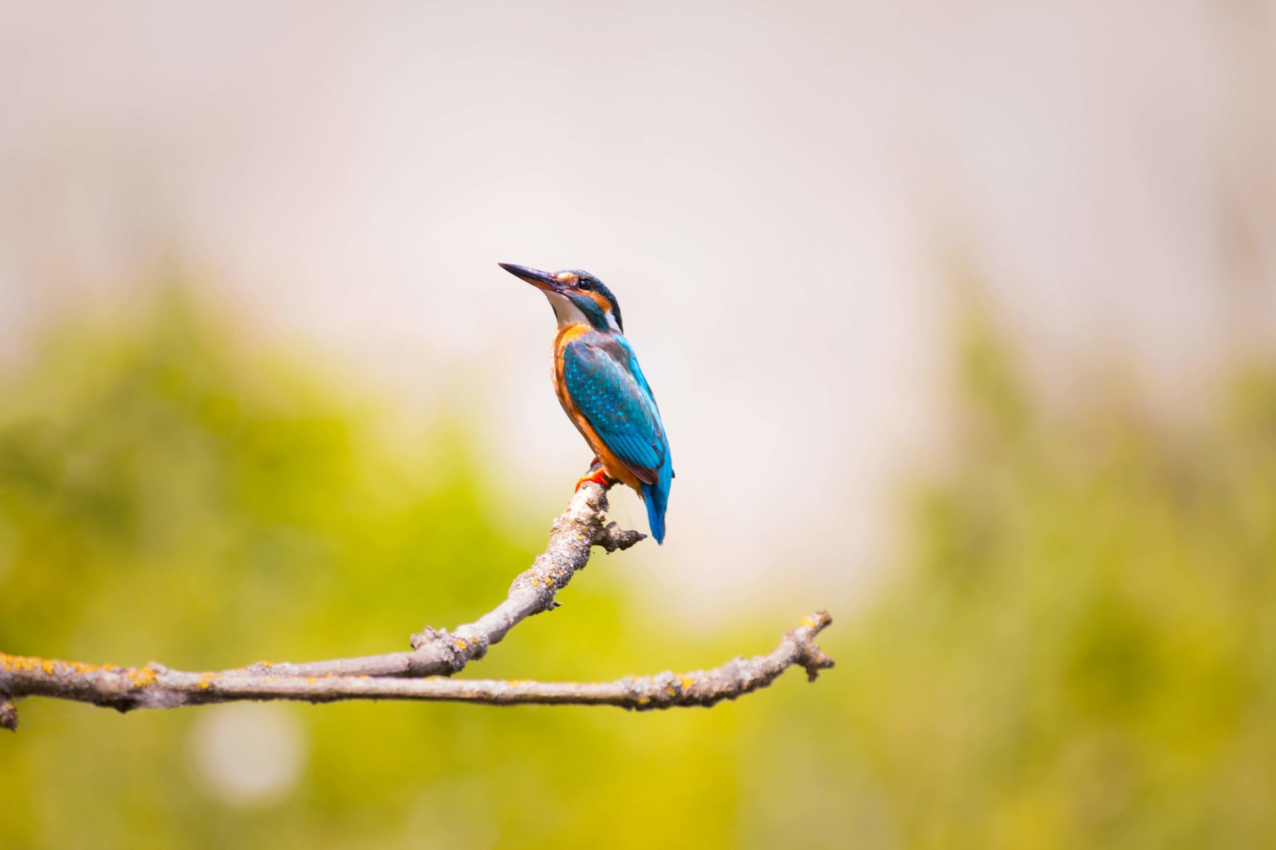 Kingfisher